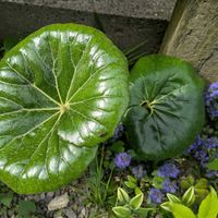 ツワブキ,花のある暮らし,まーるい葉,とにかくGS 楽しもう！,ドキッ!!の画像