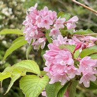 ウツギ,タニウツギ,フタリシズカ,菖蒲,ツマグロヒョウモンの画像