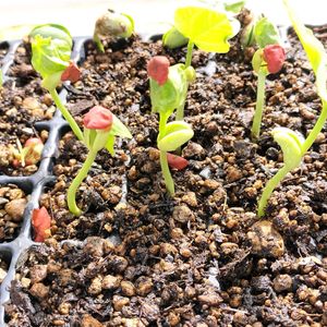 ヘチマ,枝豆,かぼちゃ,ウリ科,無農薬野菜の画像