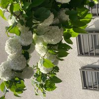 オオデマリの画像