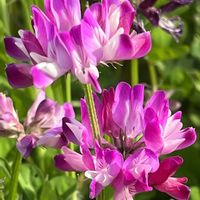 レンゲソウ,田んぼ,ゲンゲ(レンゲ),マメ科,お散歩中の画像