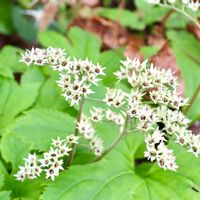 タンチョウソウ,岩ヤツデ,ユキノシタ科,大磯オープンガーデン,２０２０年５月同期の画像