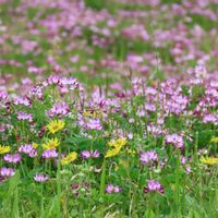 シロツメクサ,レンゲソウ,レンゲソウ,レンゲソウ,レンゲソウの画像
