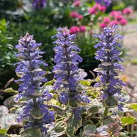 アジュガ,鉢植え,可愛い〜♡,多年草,花のある暮らしの画像