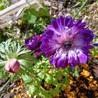 アネモネ,アネモネ,サクラソウ,水仙(すいせん),サクラソウ(桜草)の画像