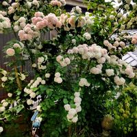 オオデマリの画像