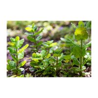 アップルミント,ハーブ,地植え,多年草,シソ科の画像