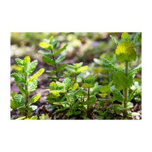 アップルミント,ハーブ,地植え,多年草,シソ科の画像