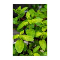 スペアミント,ハーブ,プランター,多年草,シソ科の画像