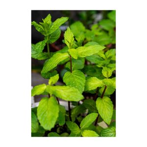 スペアミント,ハーブ,プランター,多年草,シソ科の画像