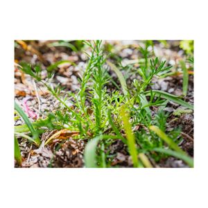 カモミール,ローマンカモミール,ハーブ,地植え,キク科の画像