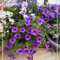 アメリカンブルー,ガーデニング,冬越し,小さな幸せ♡,ありがとう♡の画像