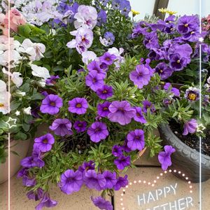 アメリカンブルー,ガーデニング,冬越し,小さな幸せ♡,ありがとう♡の画像