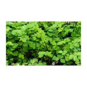 セリ,ハーブ,プランター,香草,多年草の画像