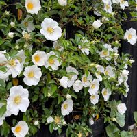 オオデマリ,カルミア,八重桜,ミズキ,ナニワノイバラの画像