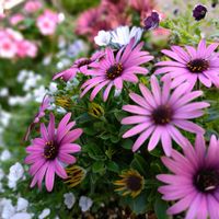 パンジー・ビオラ,パンジー・ビオラ,ローズマリー,オステオスペルマム,オステオスペルマムの画像