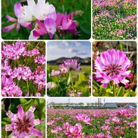 レンゲソウの画像