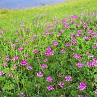 レンゲソウ,蓮華草,ゲンゲ(レンゲ),感謝,いつもありがとう♡の画像