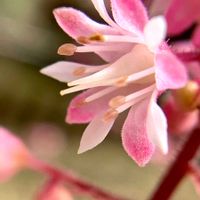 ヒューケラ,ヒューケレラ タペストリー,花のある暮らし,玉ボケ倶楽部,玉ボケpprの画像