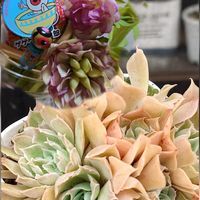 クスノキ,クリスマスローズ プリマドレス,???,ハルビンゲリラパス×シャビアナペレグリナ,繋がりに感謝✨の画像