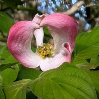 シャクヤク,ハナミズキ,ムギセンノウ,白花ハマナス,レモン の花の画像