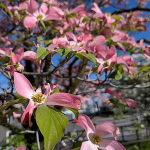 ハナミズキ,青空,花のある暮らし,今日のお花の画像