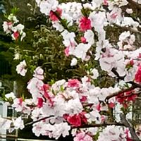 ハナモモ,花桃,桃の花,安曇野,信州大好き⛰️の画像