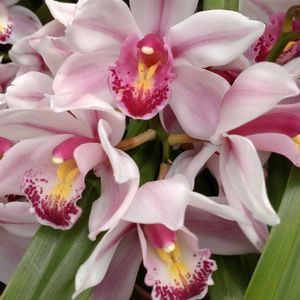 鉢植え,ガーデニング,ラン科,散策,植え込みの画像