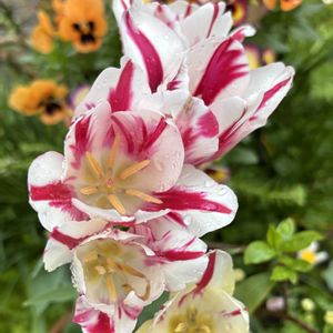 復興をお祈りいたします,春はやっぱりチューリップ,玄関アプローチの画像