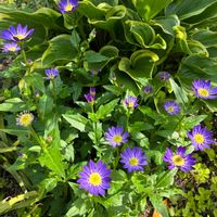 ミヤコワスレ,都忘れ,都忘れ(ミヤコワスレ),庭の画像