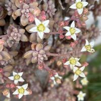 サボテン,セダム,姫秀麗,ミルキーウェイ,イワレンゲの画像