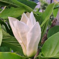 ジャーマンアイリス,菖蒲,モクレン エリザベス,蕗,自分らしくねの画像