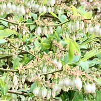 ブルーベリー,庭の花,ブルーベリーの花の画像