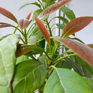 ガジュマル,胡蝶蘭,デンドロビューム,アボカド鉢植え,アボカド鉢植えの画像