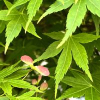 イロハモミジ,イロハモミジ,イロハモミジのプロペラ,春風の中,春の紅葉の画像