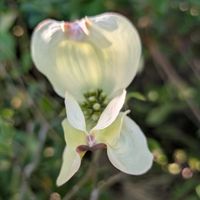 ハナミズキ,ハナミズキ,ハナミズキ,ハナミズキの蕾,ハナミズキの蕾の画像