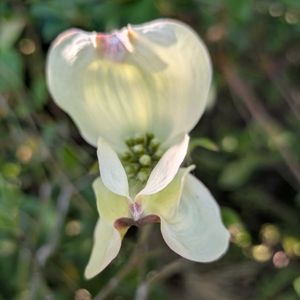 ハナミズキ,ハナミズキ,ハナミズキ,ハナミズキの蕾,ハナミズキの蕾の画像