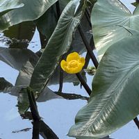 ミツガシワ,コウホネ,花のある暮らし,真夜中の投稿,いつもそばに♡の画像