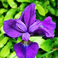 アヤメ,公園の画像