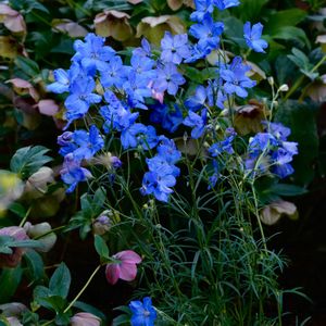 クリスマスローズ,クリスマスローズ,デルフィ二ウム,デルフィ二ウム,寄せ植えの画像