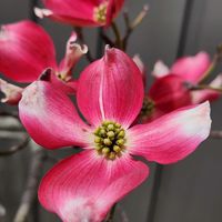 ハナミズキ,ハナミズキ,ブルーデージー,ブルーデージー,可愛い❤の画像