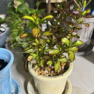 もみじ葉ゼラニウム,フィカス・ティネケ,コプロスマ レペンス,リメイク鉢,プセウドランテムム・カルテルシーの画像