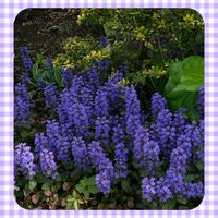 アジュガ,アジュガ,いつも心に太陽を,花咲く乙女たち♡の画像