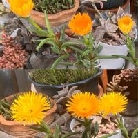 クンシラン,クンシラン,タイリントキソウ,タイリントキソウ,マツバギクの画像