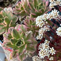 アエオニウム,繋がりに感謝✨,バラと夢CLUB,soraの庭の画像