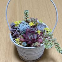 寄せ植え,多肉植物,リメ缶,ガーデニング,植物のある暮らしの画像