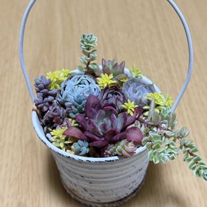 寄せ植え,多肉植物,リメ缶,ガーデニング,植物のある暮らしの画像