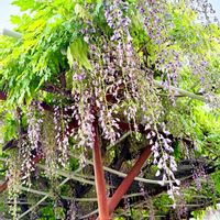 フジ,藤の花,藤の花,藤の花の実,藤の実の画像