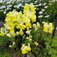 金魚草,金魚草,裏庭,こぼれ種,3年目の画像