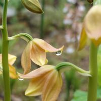 ユリ,トクサ,ヒューケラ パリ,キエビネ,繋がりに感謝✨の画像
